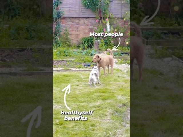 That one active dog VS the normals 