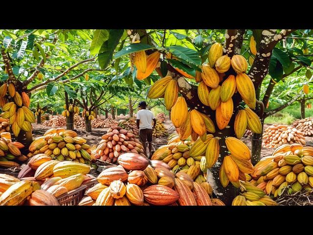 How to Cocoa Fruit Harvesting - Cocoa Bean Processing to Chocolate Factory | Farming Documentary