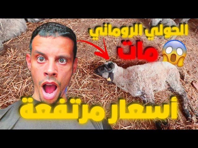 الحولي الإسباني؟زيادة في الأسعار الله يلطف بينا