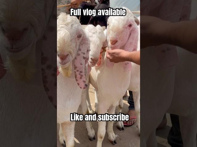 3 JUNE 2025 AJMER BAKRA MANDI LIVE UPDATE COVER WITH PRICE RAJASTHAN BIGGEST MANDI