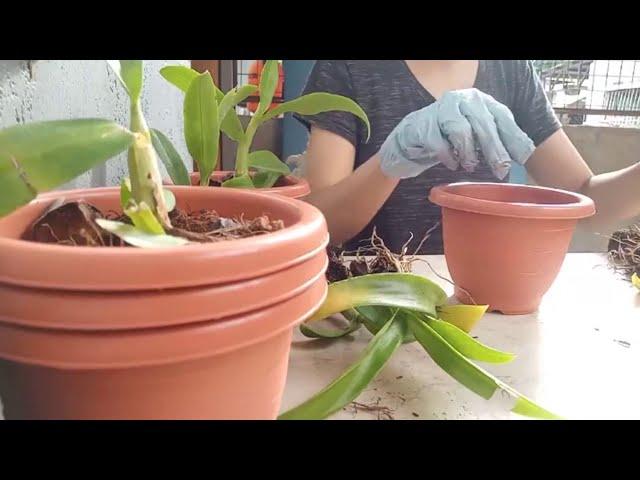 How to planting Orchids / how to grow orchids in a pot / how to care orchids