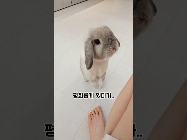 밤 12시에 기절할뻔한 토끼 집사(실화 공포)