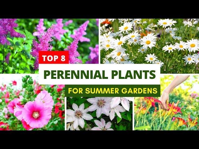 8 Gorgeous Perennial Plants For Summer Gardens