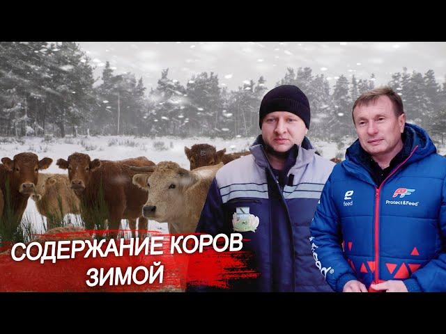 Содержание коров зимой. Кормление коров. Крупный рогатый скот. Ферма КРС. Молочное животноводство