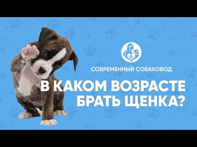 В каком ВОЗРАСТЕ брать ЩЕНКА? Этапы взросления мокроносого