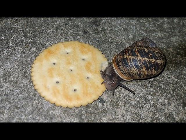 Garden Snail Eating Ritz Cracker Time Lapse