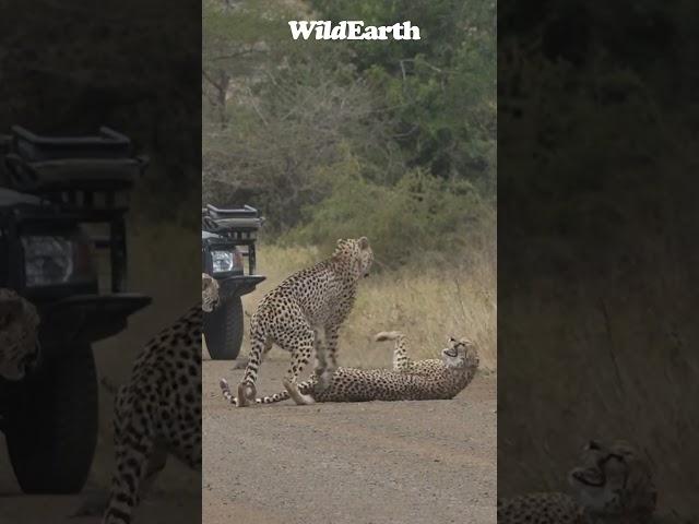 Watch this cheetah defend herself against her own kind.