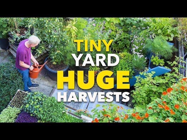 Tiny Yard Container Garden: How to Grow $1,000 of Food