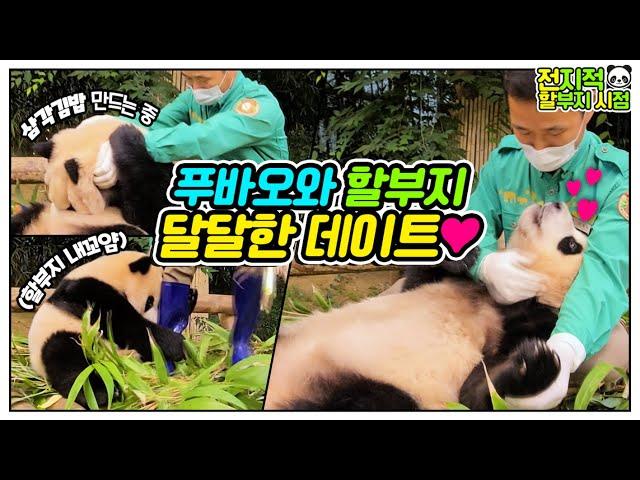 [Omniscient grandpa viewpoint] It's so big, it's so cute!! 38kg baby panda!│Everland Panda Fubao