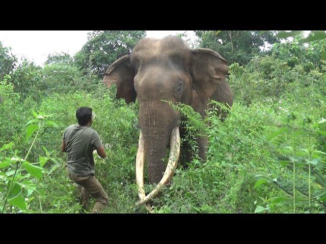 Saving Battle-Scarred Giant from Tusker Attack Wound Infection