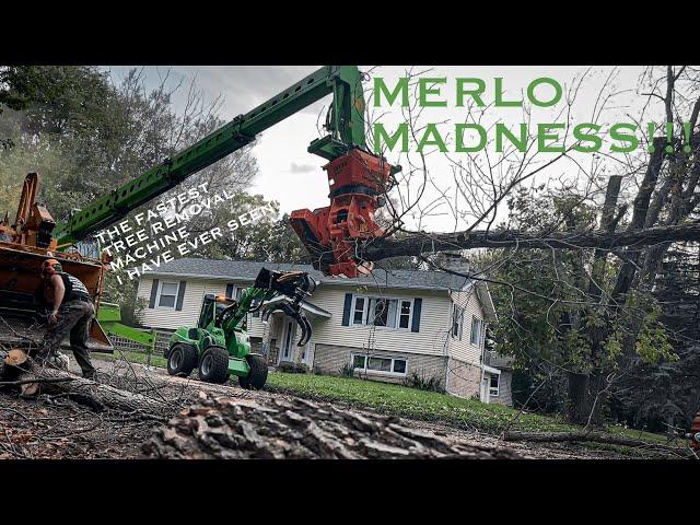 Merlo MADNESS!!! The FASTEST tree removal I have ever seen in my life. Last job with Reon Rounds.