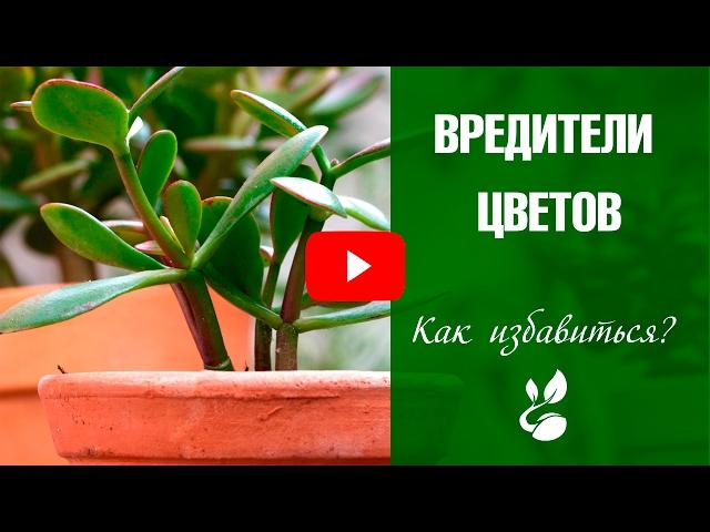 Подуры - насекомые в комнатных цветах  Как бороться?