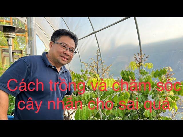 Cách trồng và chăm sóc cây nhãn cho sai quả@nhungphancuocsongmy