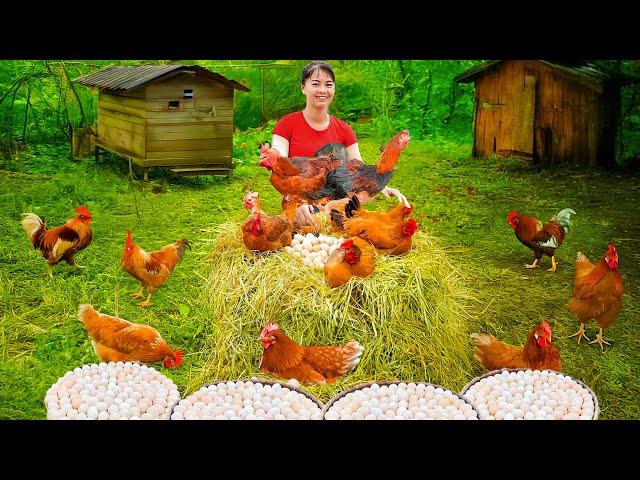 Harvesting Chicken (Rooster) and A Lot of Eggs Goes to Countryside Market Sell | Phuong Harvest Life