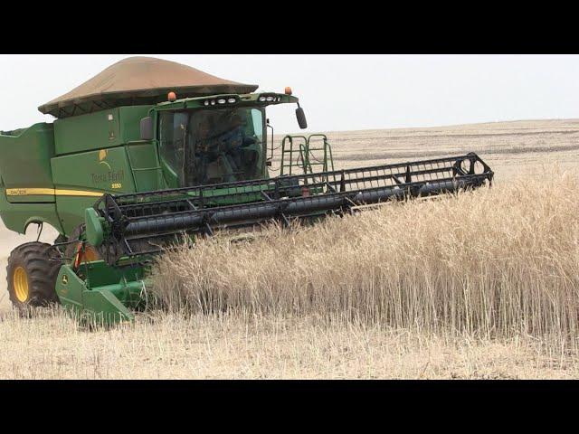 Agricultor adapta maquinário para colher a carinata