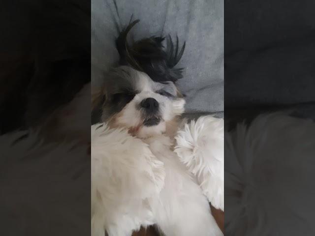 Blissfully snoring ! # weekend morning#