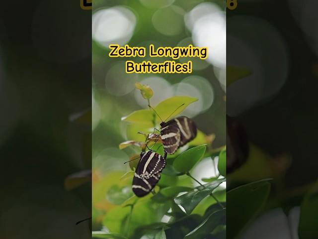 The Intimate World of Zebra Longwing Butterflies!