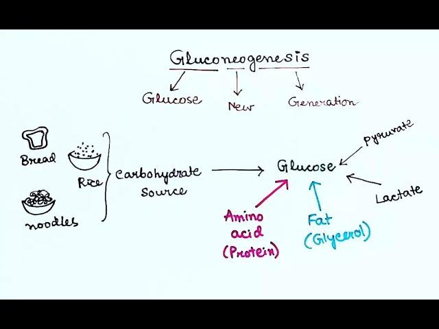 Gluconeogenesis (English) by Snigdha Goswami