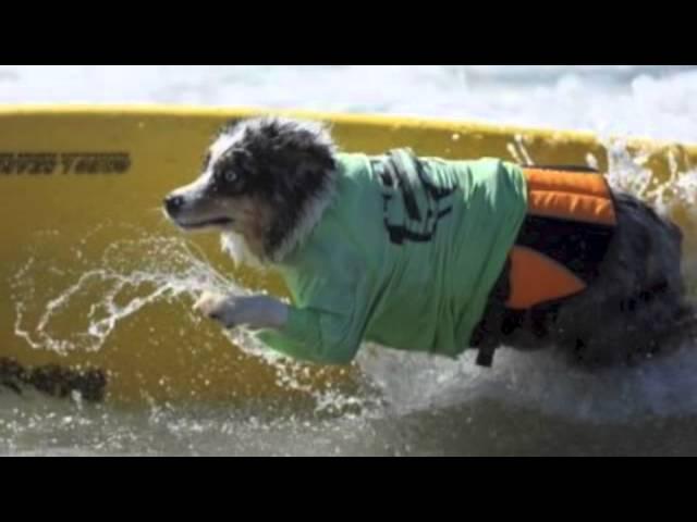 Skylar the HB Surfin' Aussie