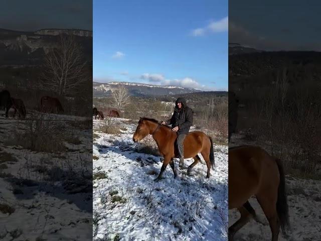 научиться  понимать лошадь