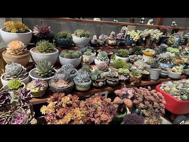 Succulent Collection #Echeveria Variegated ️