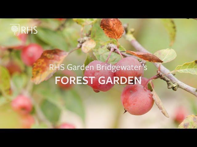 Permaculture and agroforestry in the Forest Garden at RHS Garden Bridgewater | The RHS