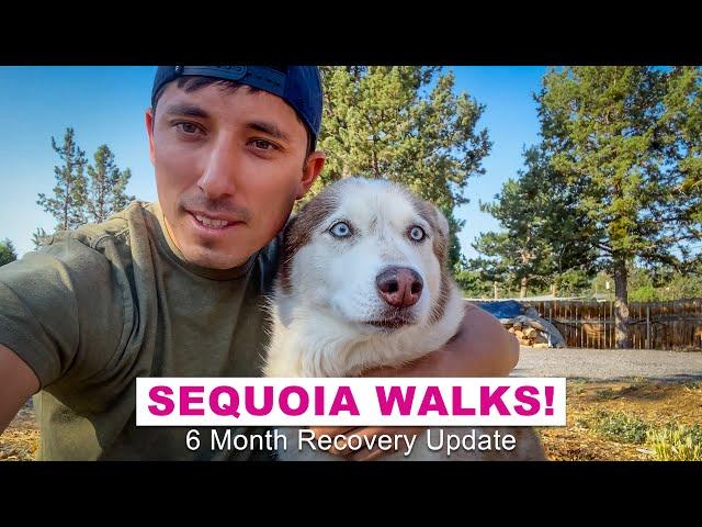 Sequoia Walks! (6 Month Recovery Update)