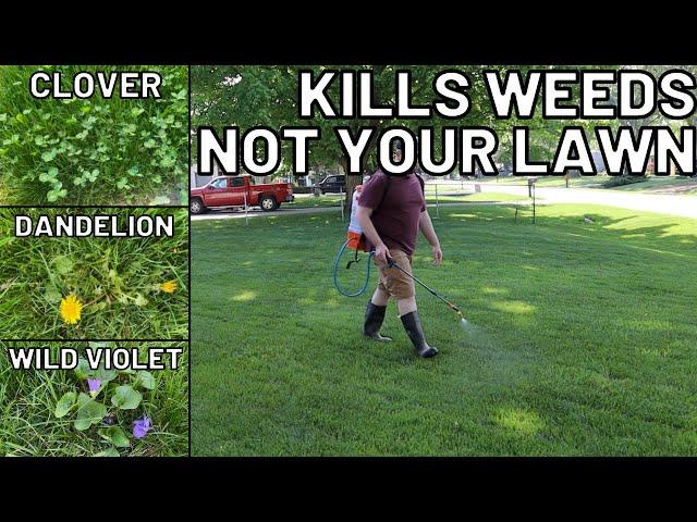 How To Kill Weeds WITHOUT Killing your Grass: Clover, Creeping Charlie