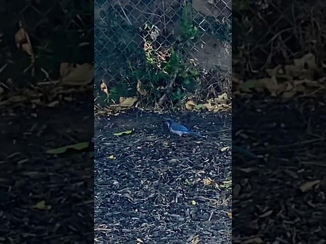 Blue Bird looking for worms