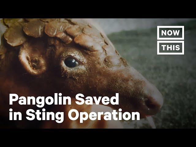 Pangolin Rescued From Traffickers Is Returned to the Wild | NowThis Earth