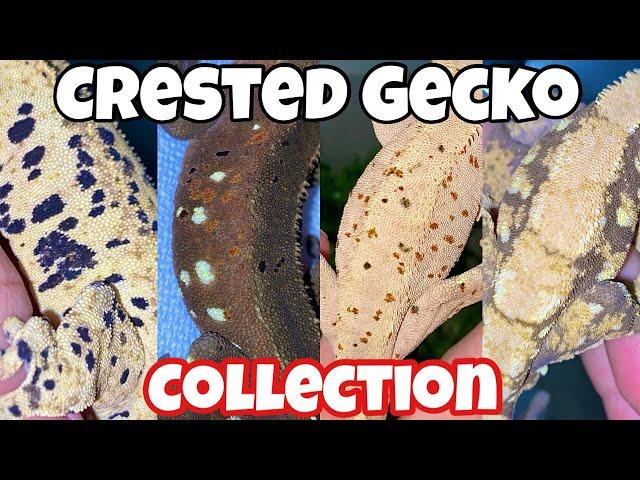 My CRESTED GECKO COLLECTION!!