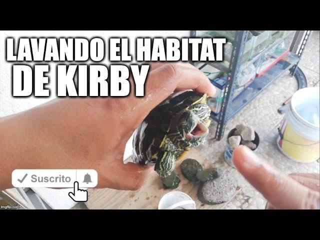 lavando el habitat de kirby