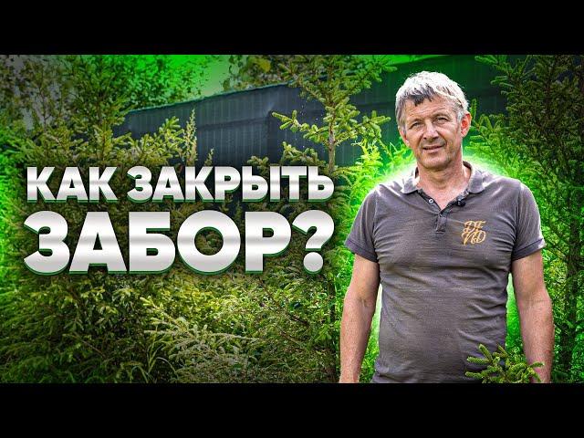 КАК ЗАКРЫТЬ ЗАБОР НА УЧАСТКЕ? Делаем красивый забор на участке. Декорируем забор.