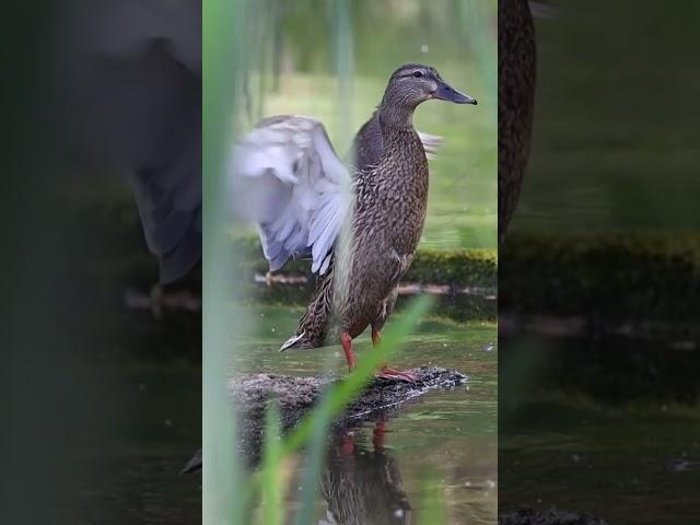 Dancing duck