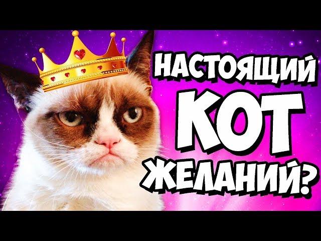 ВЫЗОВ КОТА ЖЕЛАНИЙ ПРОВЕРКА БЕЗ ТАЛИСМАНА