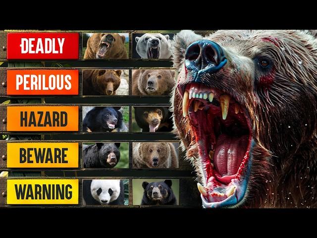 The Deadliest Bears in the World