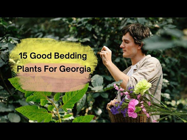 15 Good Bedding Plants For Georgia