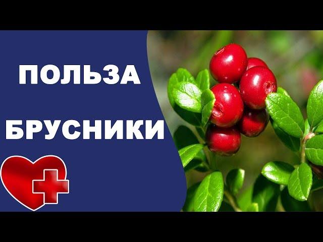 Почему так полезна бруcника?! Польза и вред брусники для организма