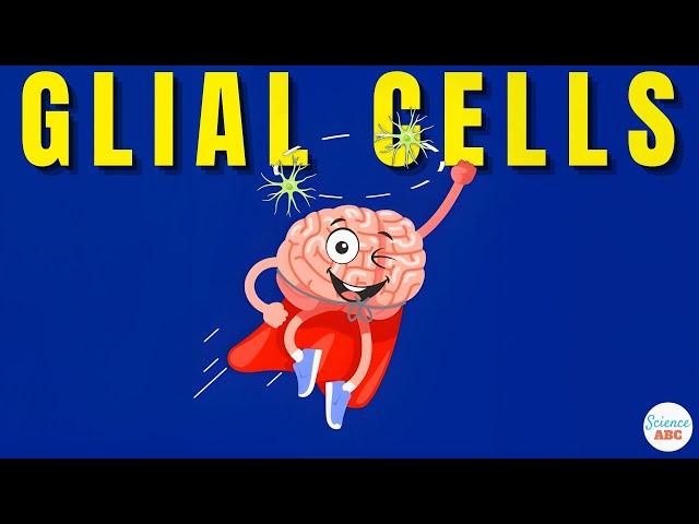 What are Glial Cells: Definition, Types, Functions of Glial Cells | Role in Psychology