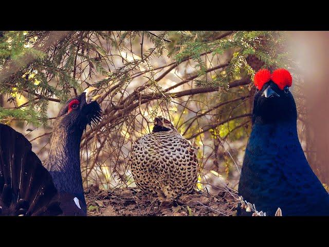 Three tenors of spring: Capercaillie, Black grouse and Hazel grouse | Aves Film Studio