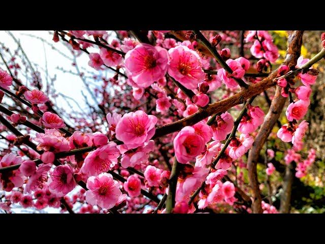 What is happening with the WEATHER in the CRIMEA. Crimeans did not expect this. EARLY SPRING.