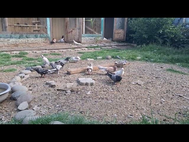 Голубятник Гайрат с Узбекистана в Астрахани. 13.06.25г