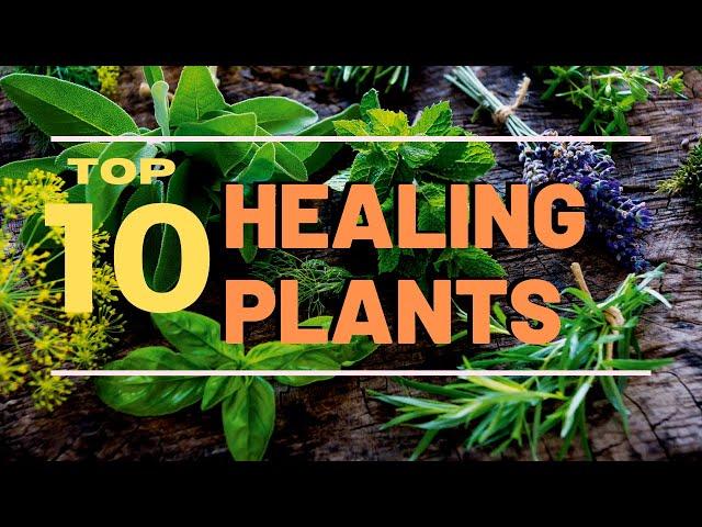 10 Best Healing Plants You Can Grow (Top 10 Everything)