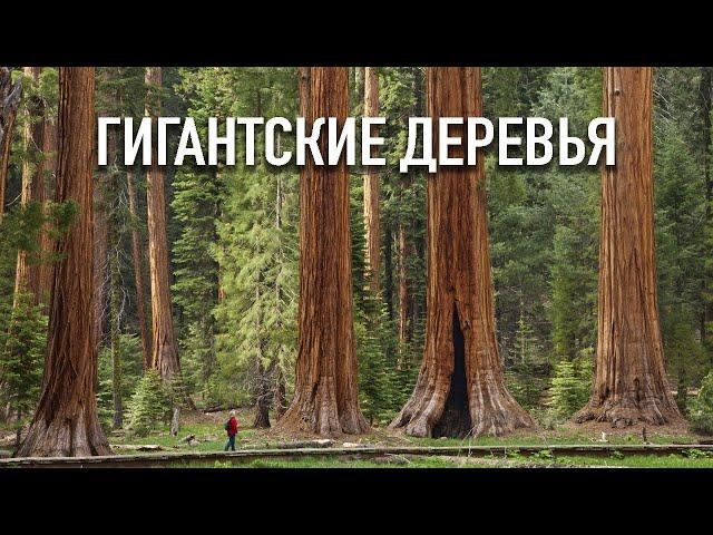 НАЦИОНАЛЬНЫЙ ПАРК "СЕКВОЯ" | калифорния | США | гигантские деревья |  KOMA REPUBLIC