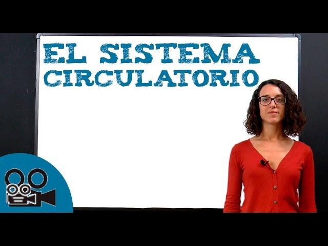 El sistema circulatorio