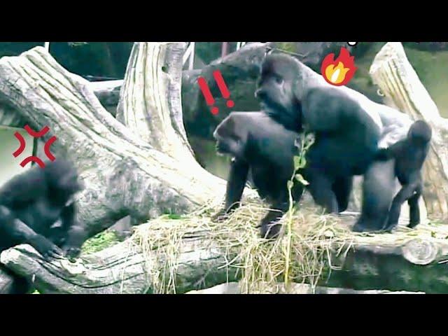 D'jeeco Family|Iriki falls off perch, D'jeeco suspects Tayari pushed, Tayari is taught by D'jeeco