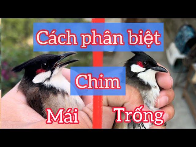 Chia sẻ cách phân biệt chào mào trống mái cực dễ chính xác cao /  rất chuẩn.
