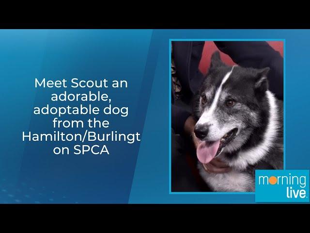 Meet Scout an adorable, adoptable dog from the Hamilton/Burlington SPCA