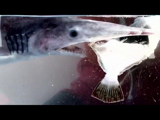 Mysterious goblin shark strange eating behavior