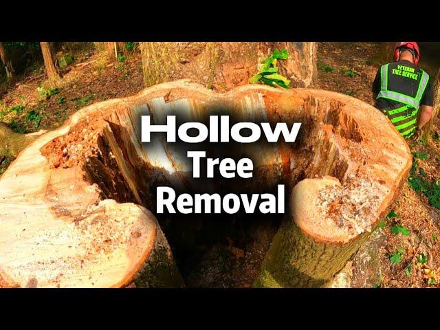 Climbing & Removing a HOLLOW Tree! A Little Sketchy.